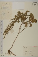 藏品(牡蒿)的圖片