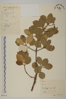 藏品(日本衛矛, 大葉黃楊)的圖片