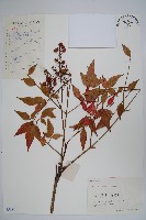 藏品(南天竹、天竹、蘭天竹)的圖片