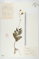 藏品(山柳菊)的圖片