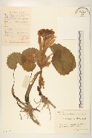 藏品(蜂斗菜、蛇頭菜)的圖片