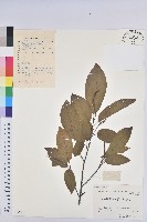 藏品(白木烏臼)的圖片