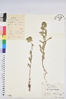 藏品(蘇州大戟)的圖片