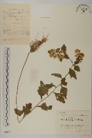 藏品(姜菱菊)的圖片