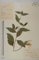 藏品(杓兒菜)的圖片