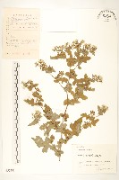 藏品(苦苣菜)的圖片