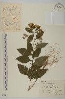 藏品(微糙三脈紫菀)的圖片