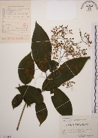 藏品(大青)的圖片