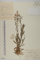 藏品(野茼蒿)的圖片