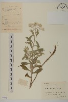 藏品(香青)的圖片