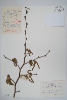 藏品(川榛)的圖片