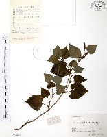 藏品(臭腥草、蕺菜)的圖片