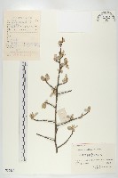 藏品(木半夏)的圖片