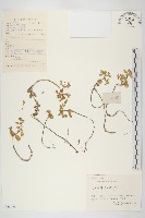 藏品(凹葉景天)的圖片