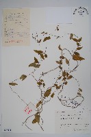 藏品(鷗蔓)的圖片