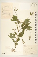 藏品(毛梗豨薟)的圖片