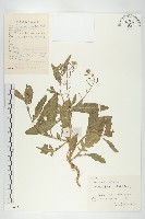 藏品(葶藶)的圖片