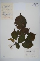 藏品(榛樹)的圖片