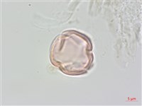 藏品(中國旌節花)的圖片