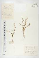 藏品(廣東葶藶)的圖片