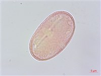 藏品(白苞芹)的圖片