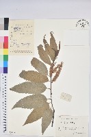 藏品(錐栗)的圖片