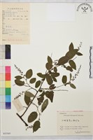 藏品(牯嶺勾兒菜, 臺灣黃鱔藤)的圖片