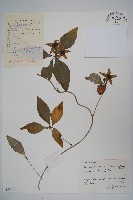 藏品(羊乳、四葉參)的圖片