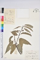 藏品(錐栗)的圖片