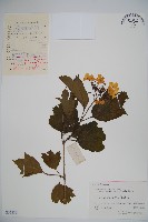 藏品(雞樹條莢迷)的圖片