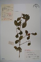 藏品(廬山忍冬)的圖片