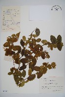 藏品(忍冬、金銀花)的圖片