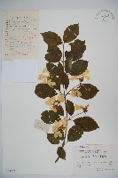 藏品(蝴蠂莢迷)的圖片