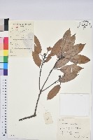 藏品(青剛櫟、鐵椆)的圖片