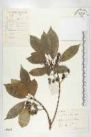 藏品(薯豆)的圖片