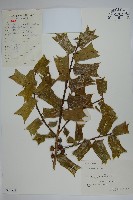 藏品(枸骨)的圖片