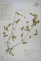 藏品(爵床、六角英)的圖片