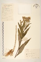 藏品(黃菀)的圖片