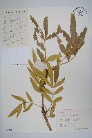 藏品(細葉十大功勞)的圖片