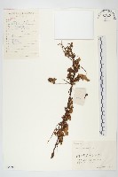 藏品(日本菟絲子)的圖片
