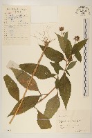 藏品(塊根向日葵)的圖片