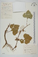 藏品(蒼耳)的圖片