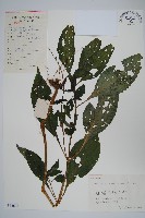 藏品(擬馬偕花、白接骨)的圖片