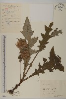 藏品(小薊)的圖片