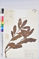 藏品(羊躑躅)的圖片