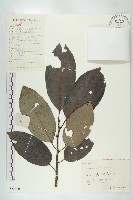 藏品(浙江柿)的圖片