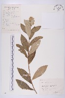 藏品(羊耳菊)的圖片