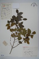 藏品(茶果冬青)的圖片