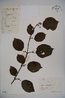 藏品(莢迷)的圖片