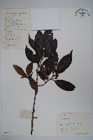 藏品(冬青)的圖片